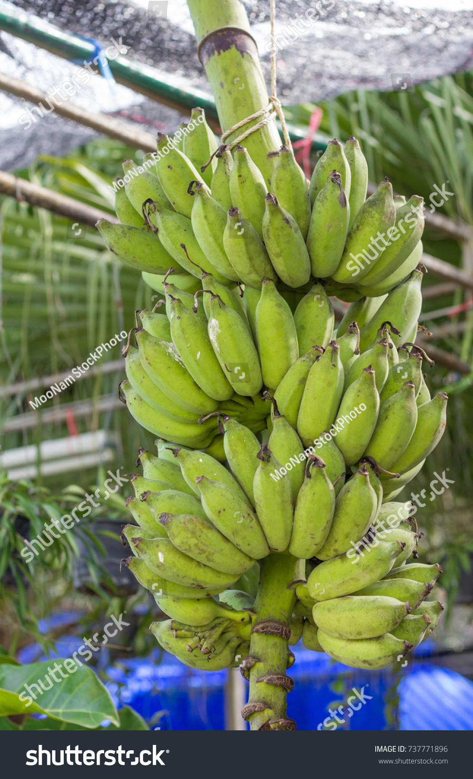 Hanging Green Bananas Stock Photo 737771896 Shutterstock