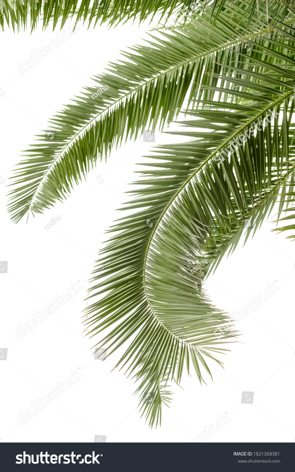 Hanging Palm Leaves Isolated On White Stock Photo (Edit Now) 1821368381