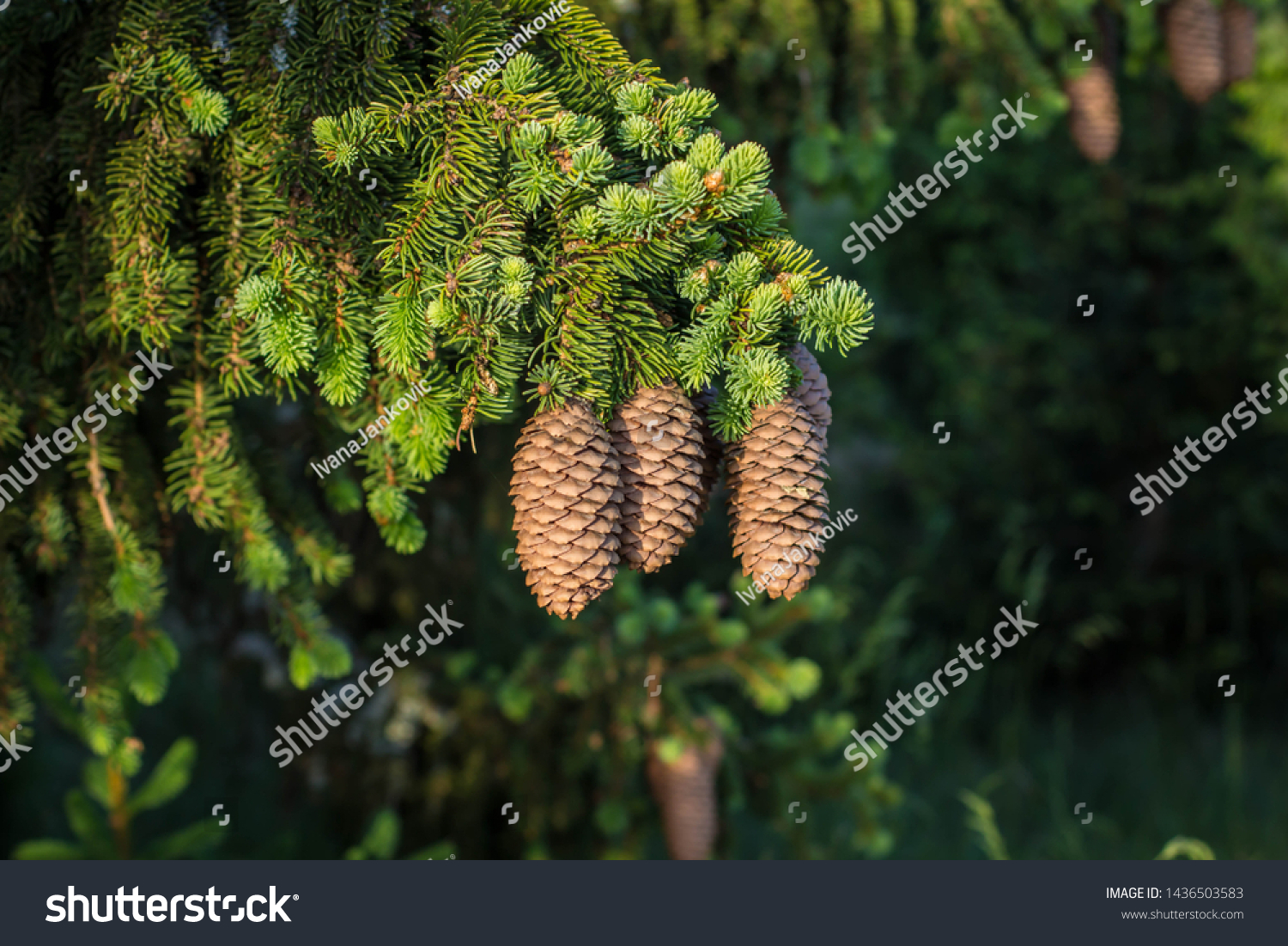 Hanging Spruce Cones On Branch Norway Stock Photo Shutterstock