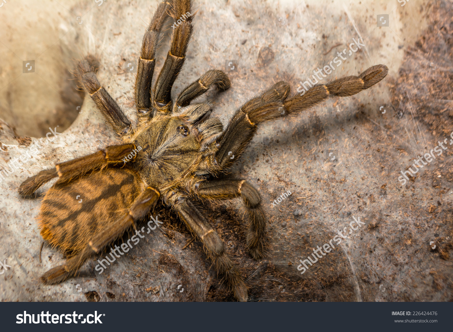 Spider Web Position