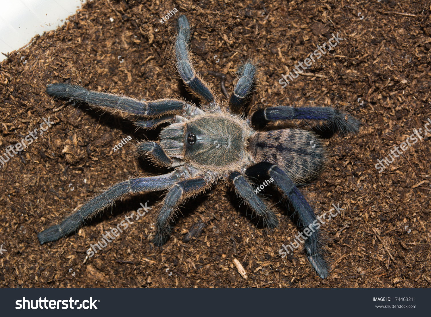 Haplopelma Longipes Female Tarantula Fresh Skin Stock Photo 174463211 ...