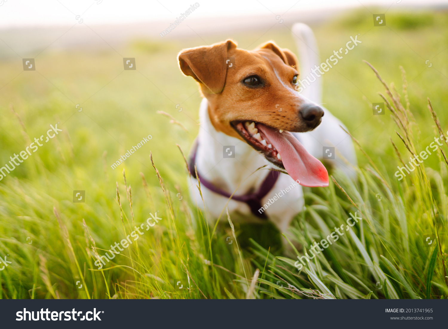 8,735 Ticks on dogs Images, Stock Photos & Vectors | Shutterstock