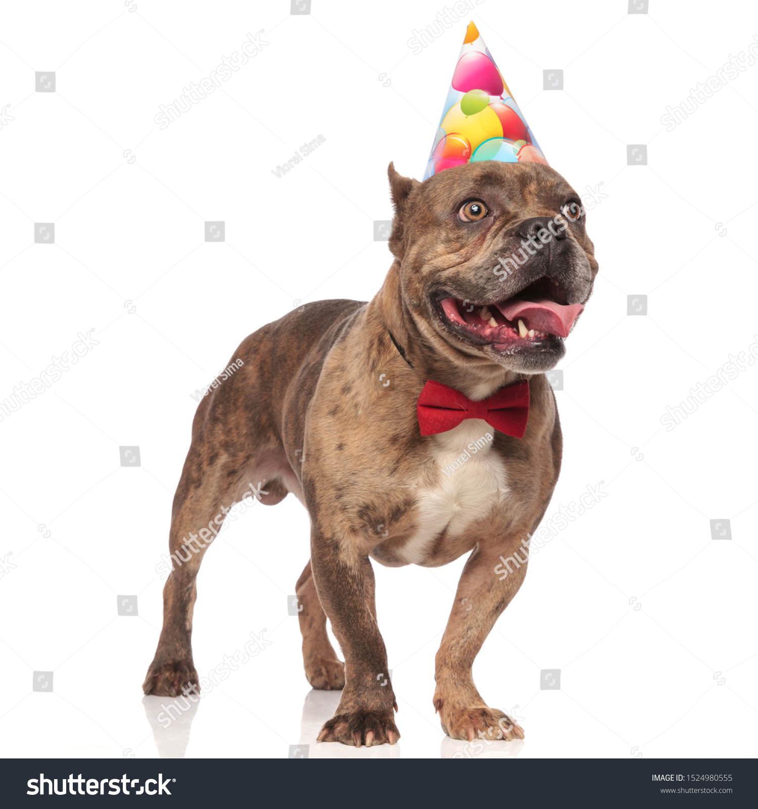 Happy American Bully Wearing Birthday Party Stock Photo (Edit Now