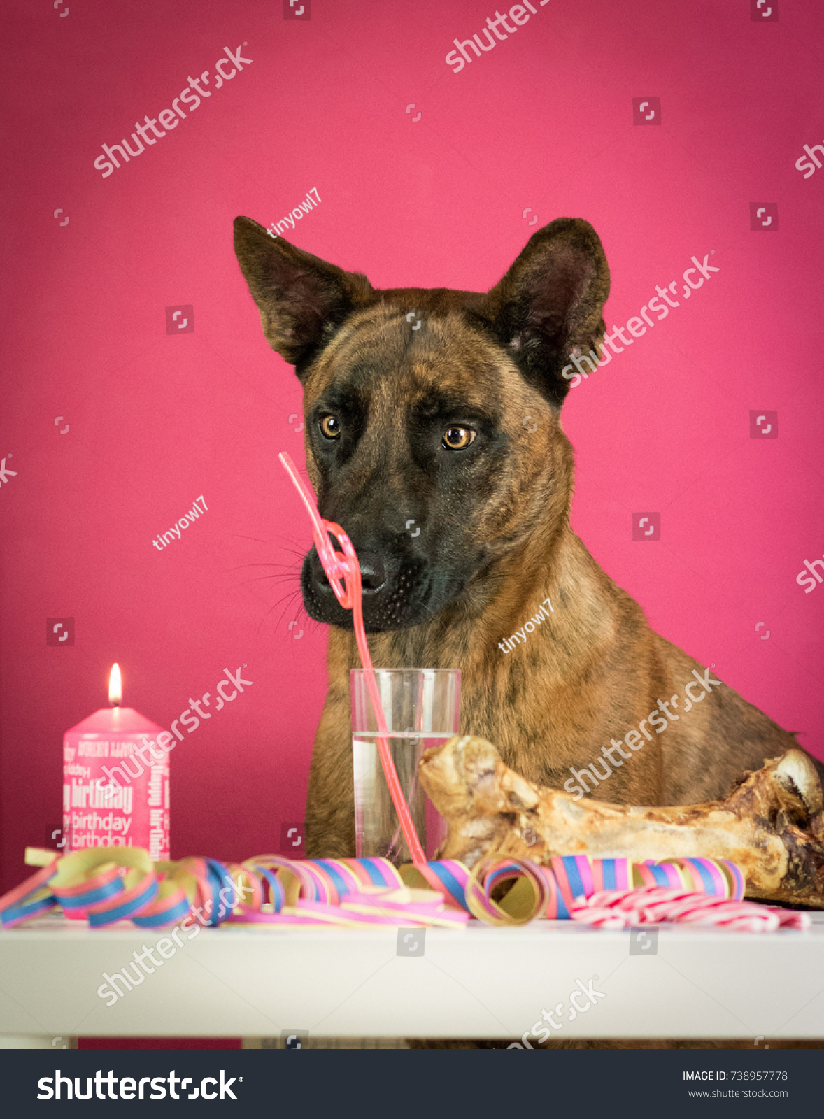 happy birthday belgian malinois