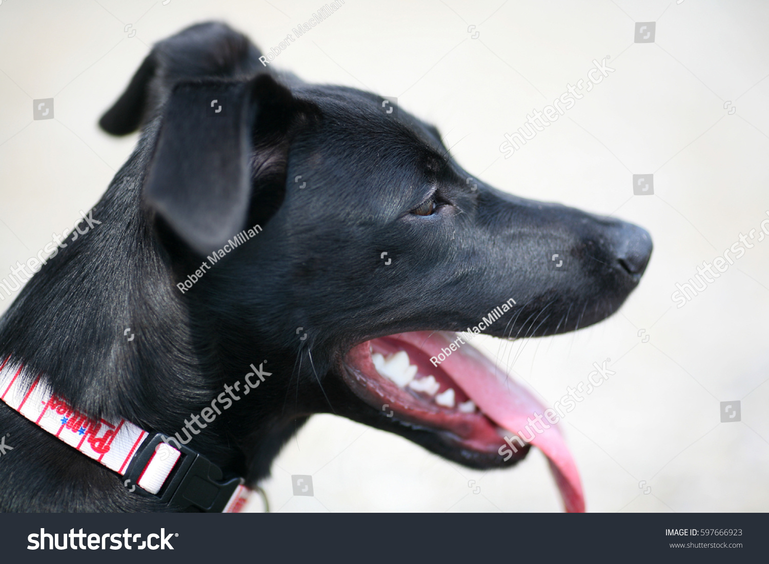 Happy Black Dog Portrait Stock Photo 597666923 - Shutterstock