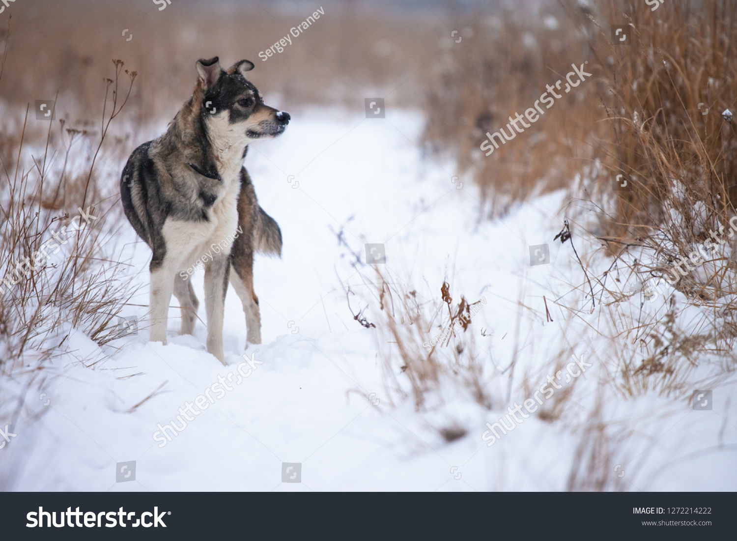 Happy Dog Breed West Siberian Laika Animals Wildlife Stock Image 1272214222