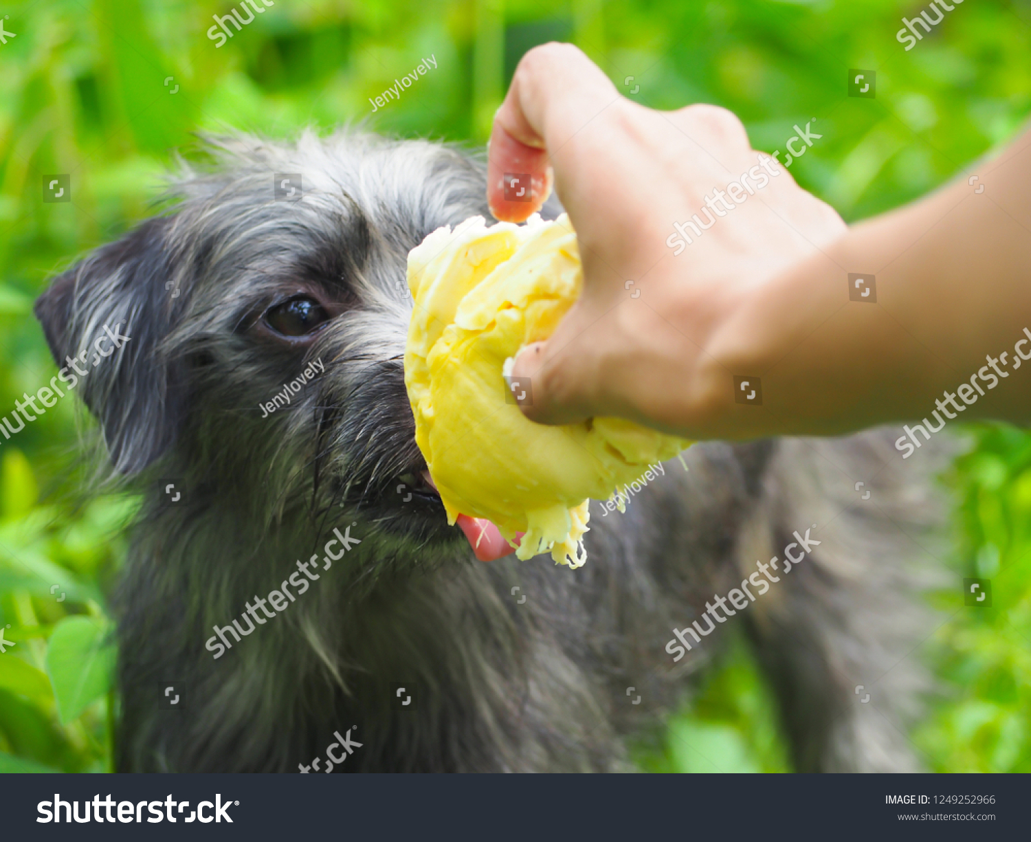 Dog eat durian can DogsHint