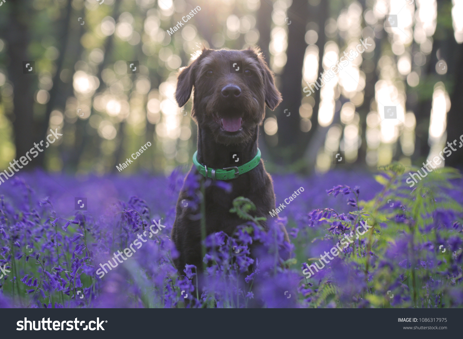 blue bell dog