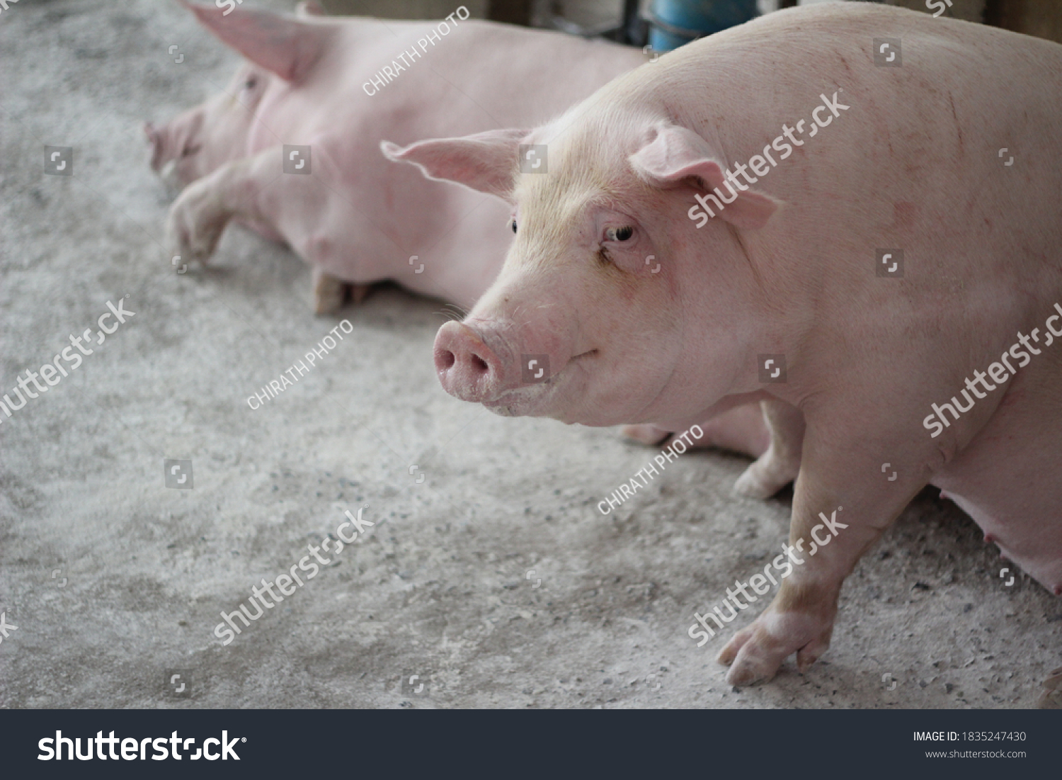 5,686 Large white pig Images, Stock Photos & Vectors | Shutterstock