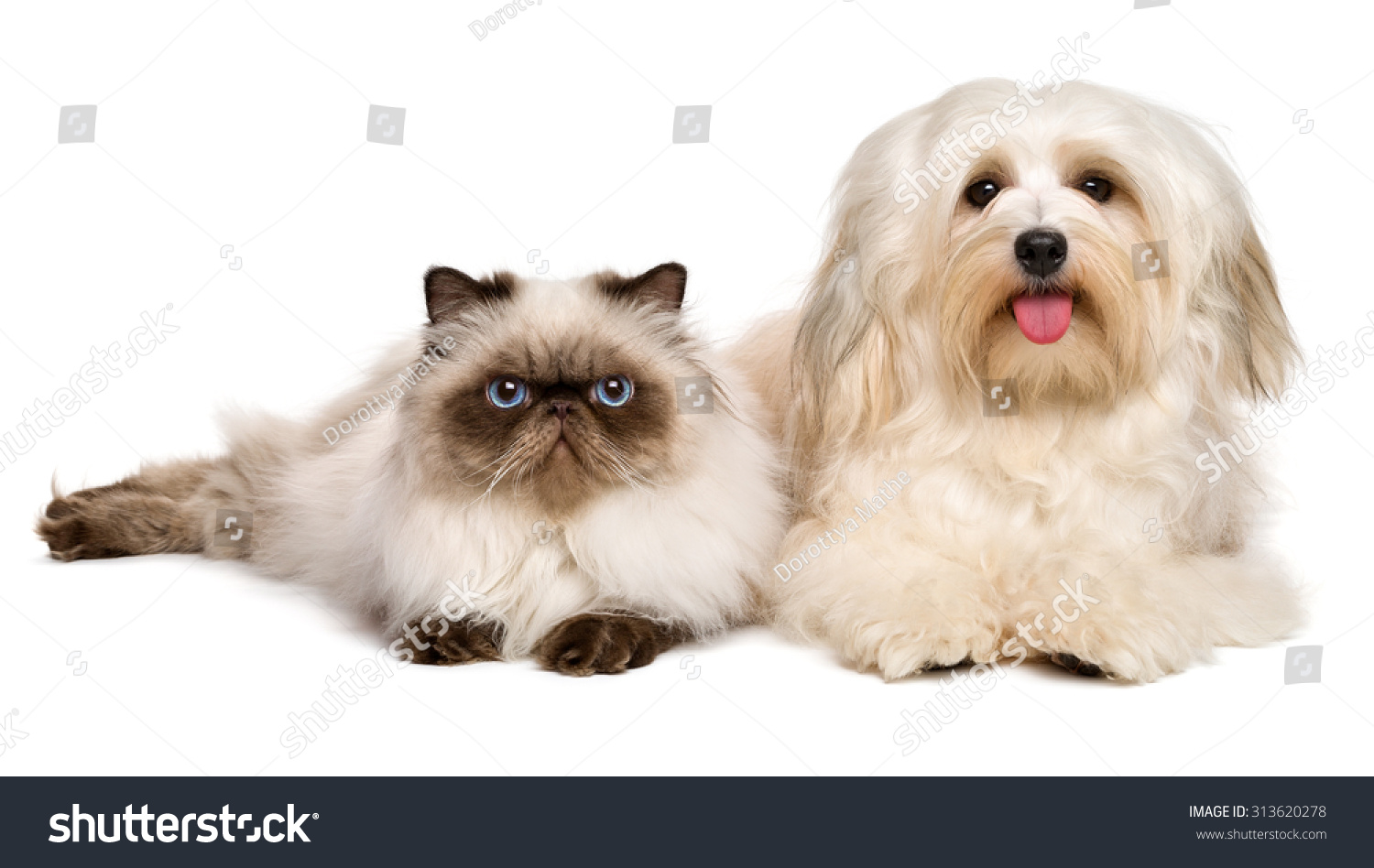 do havanese get along with cats