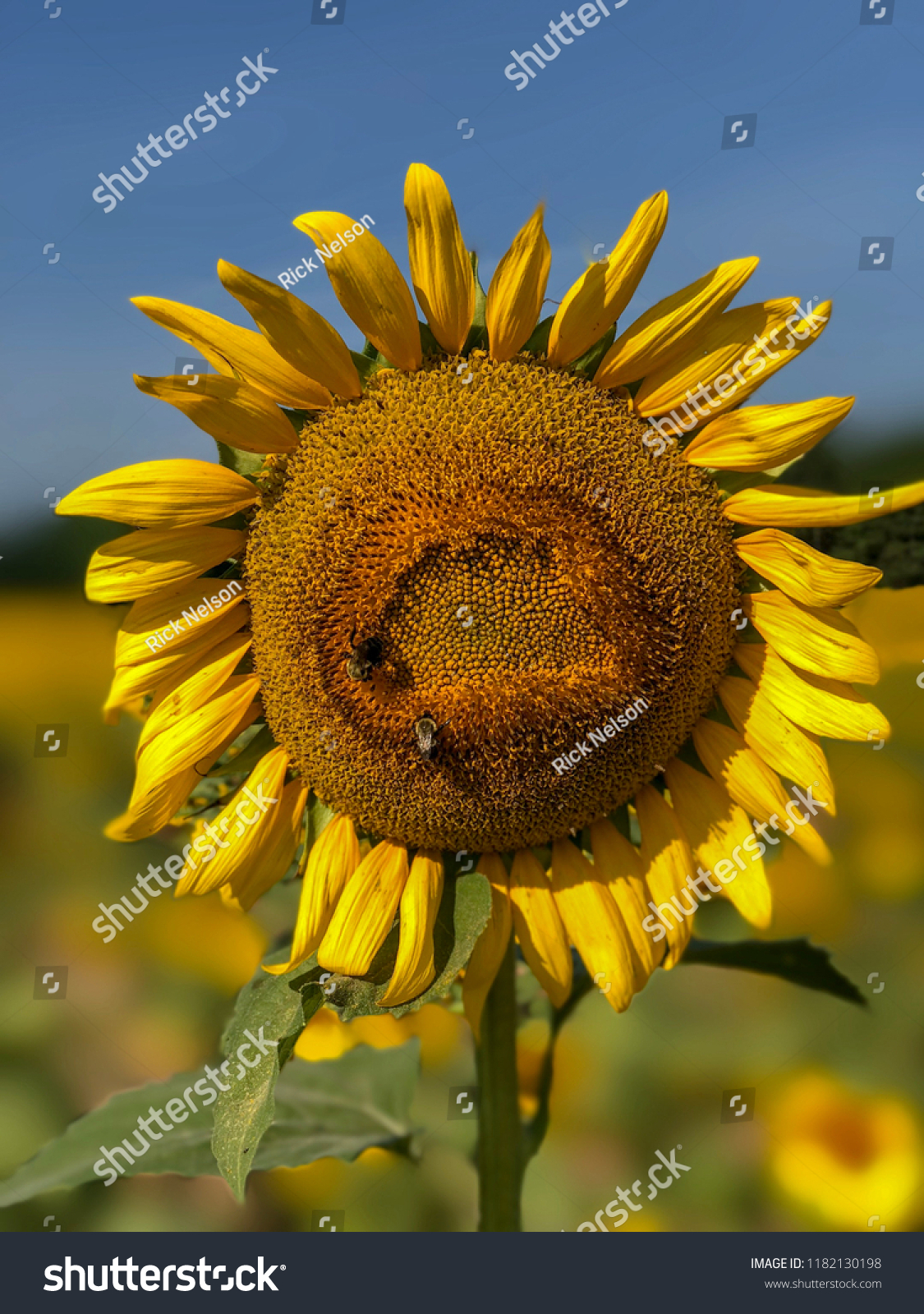 Happy Sad Sunflower Stock Photo 1182130198 Shutterstock