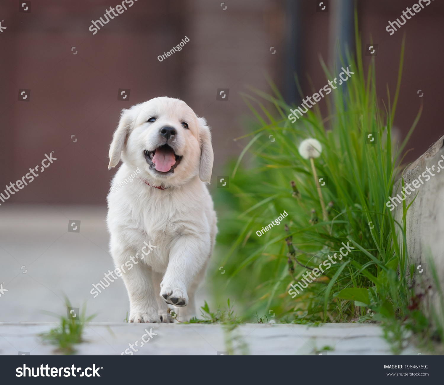 ゴールデンレトリバーの幸せな子犬 の写真素材 今すぐ編集