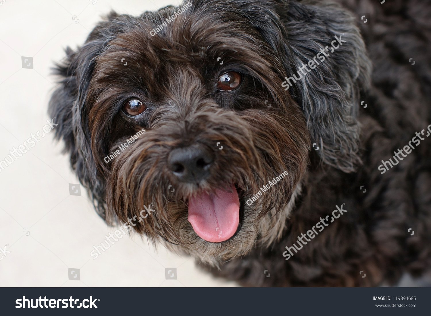 Happy Schnoodle Puppy Schnauzerpoodle Mix Stock Photo 119394685 ...