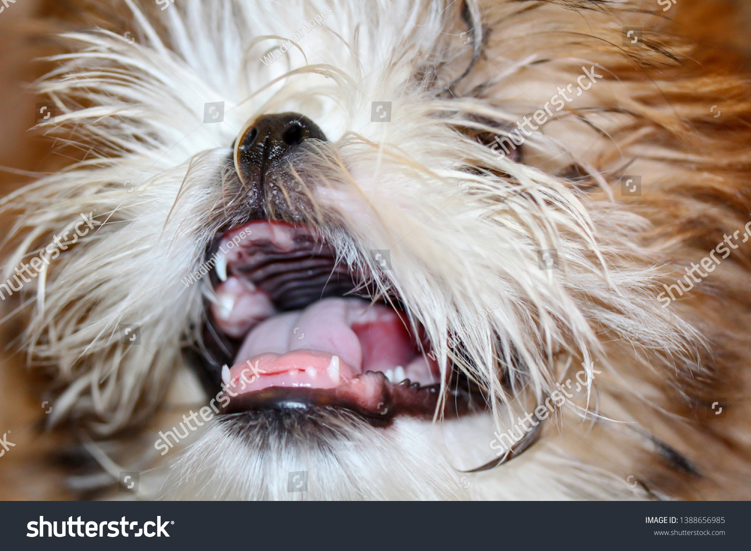 Happy Shih Tzu Puppy Open Mouth Stock Photo Edit Now 1388656985
