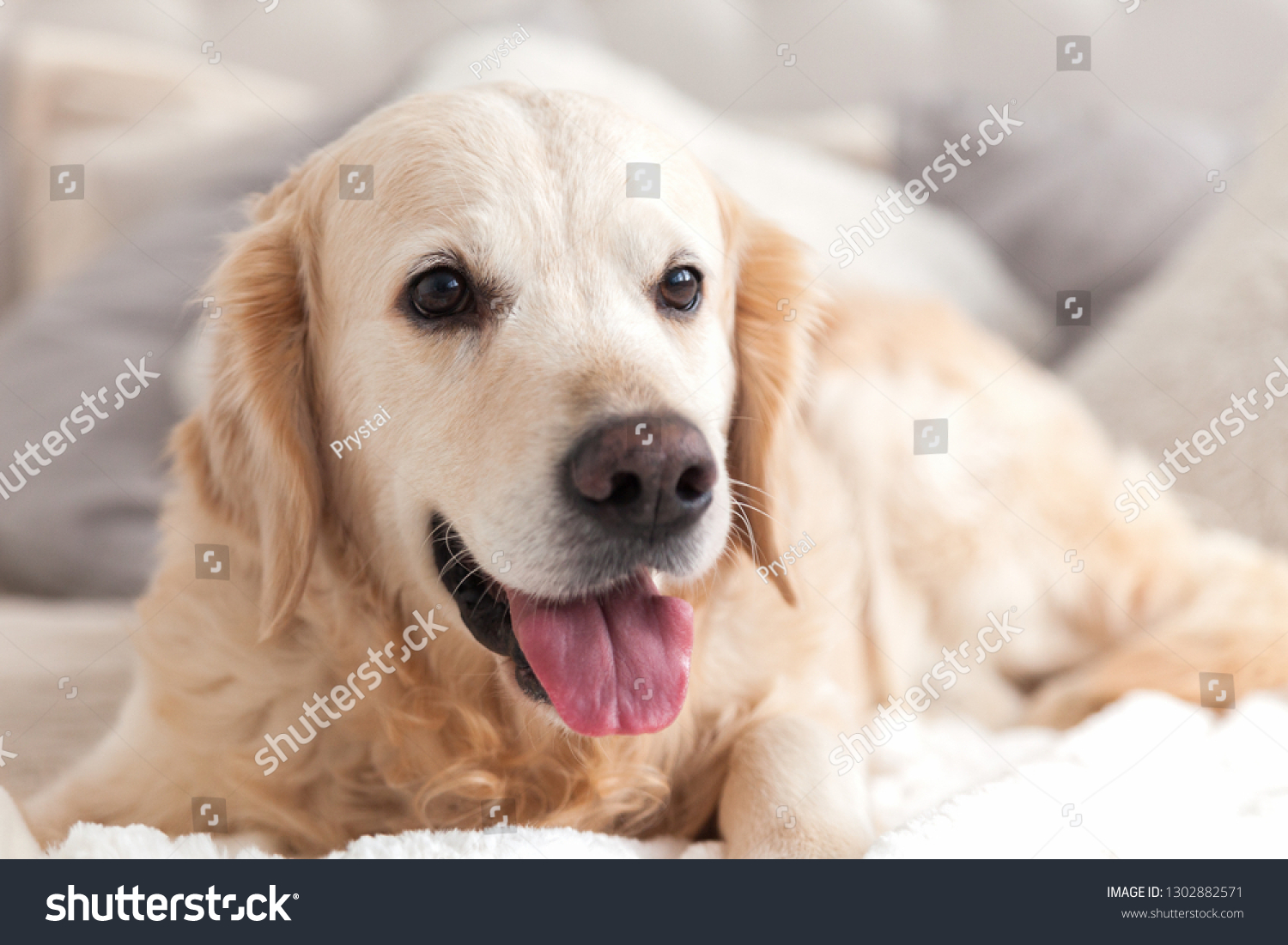 Happy Smiling Golden Retriever Puppy Dog Stock Photo Edit Now