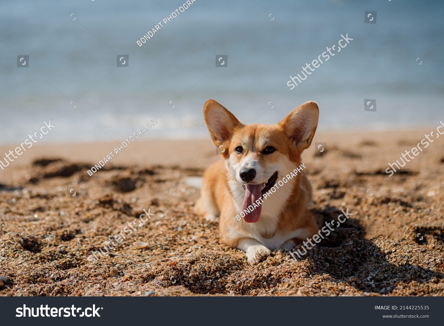 Happy Welsh Corgi Pembroke Dog Beach Stock Photo 2144225535 | Shutterstock