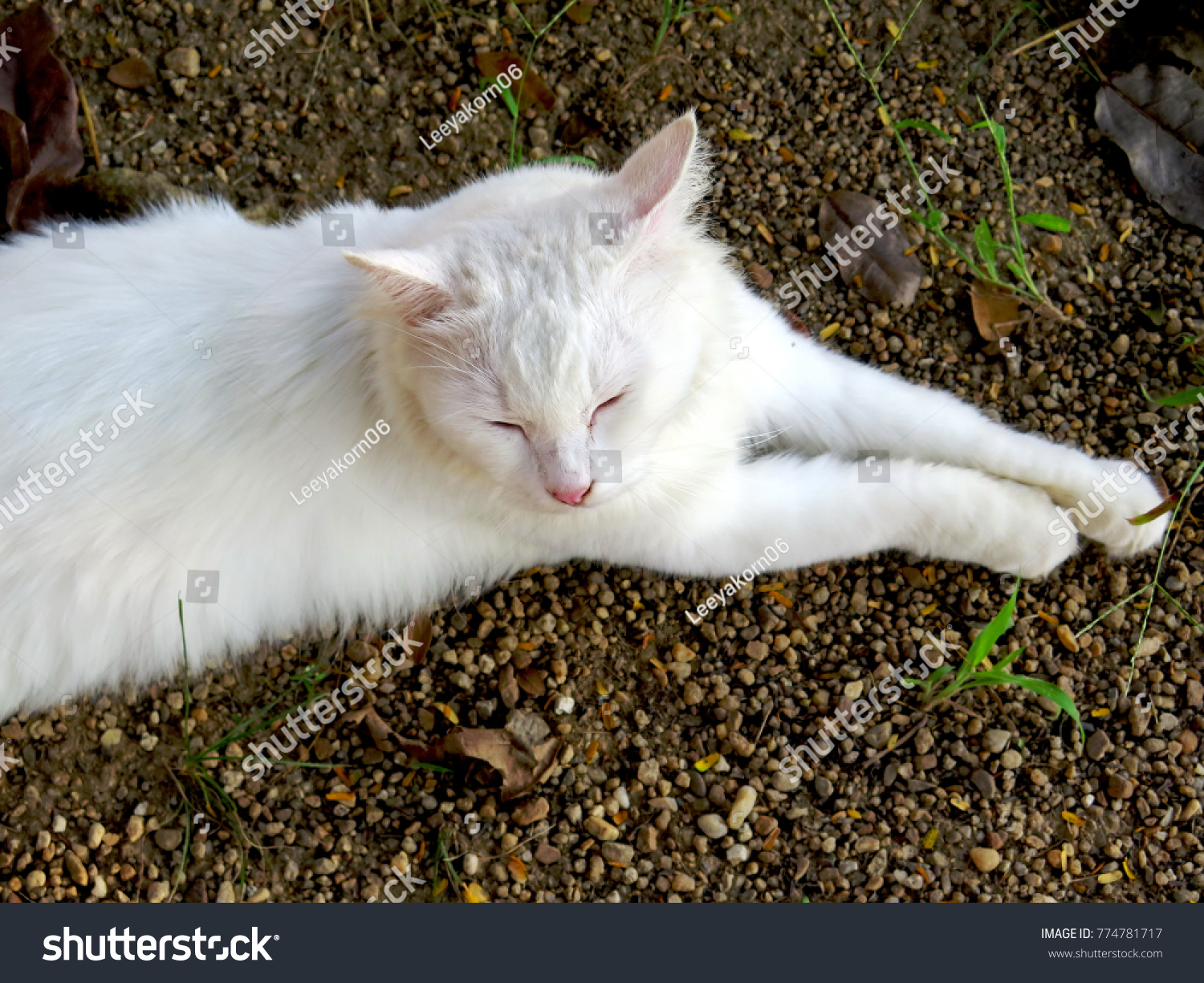 happy white cat