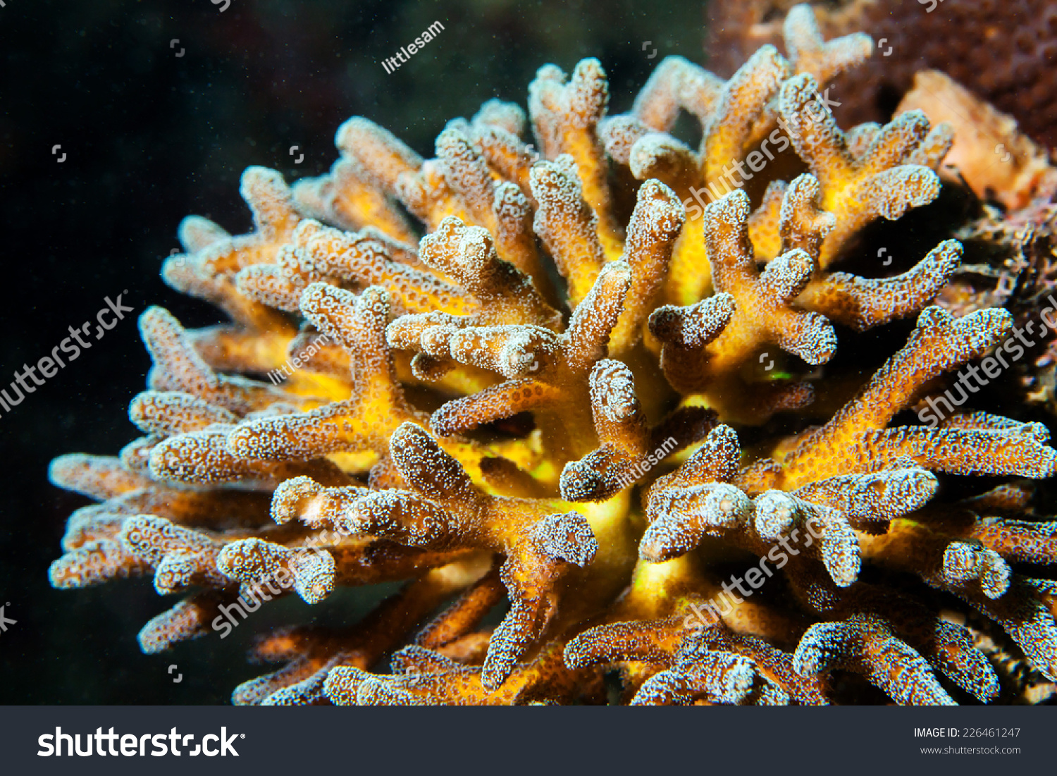 Hard Coral Stock Photo 226461247 : Shutterstock