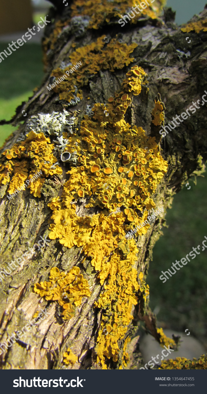 Harmful Bacteria Moss On Bark Tree Stock Photo (Edit Now) 1354647455