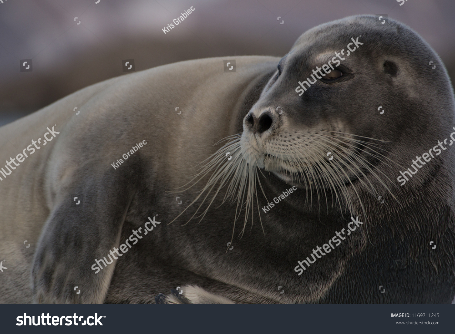 Harp seal tongue