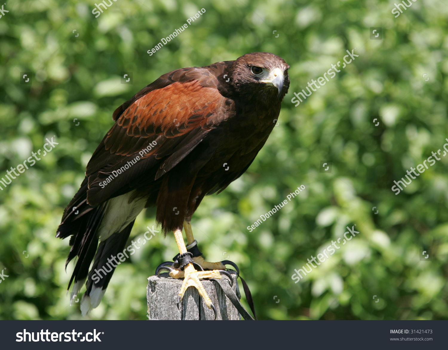 Harris Hawk Looking For Prey Stock Photo 31421473 : Shutterstock