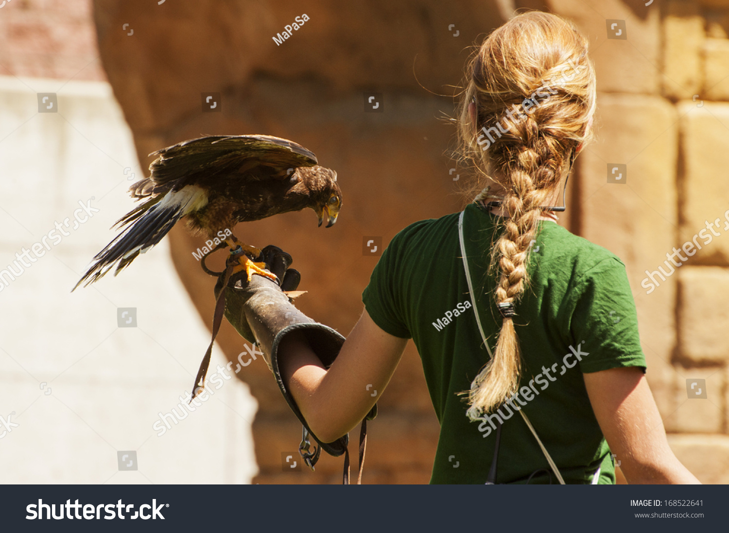 Harris Hawk On Falconers Hand Stock Photo Edit Now 168522641