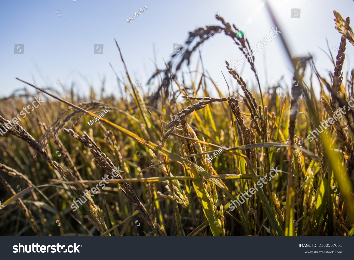 88 Wuchang rice Images, Stock Photos & Vectors | Shutterstock