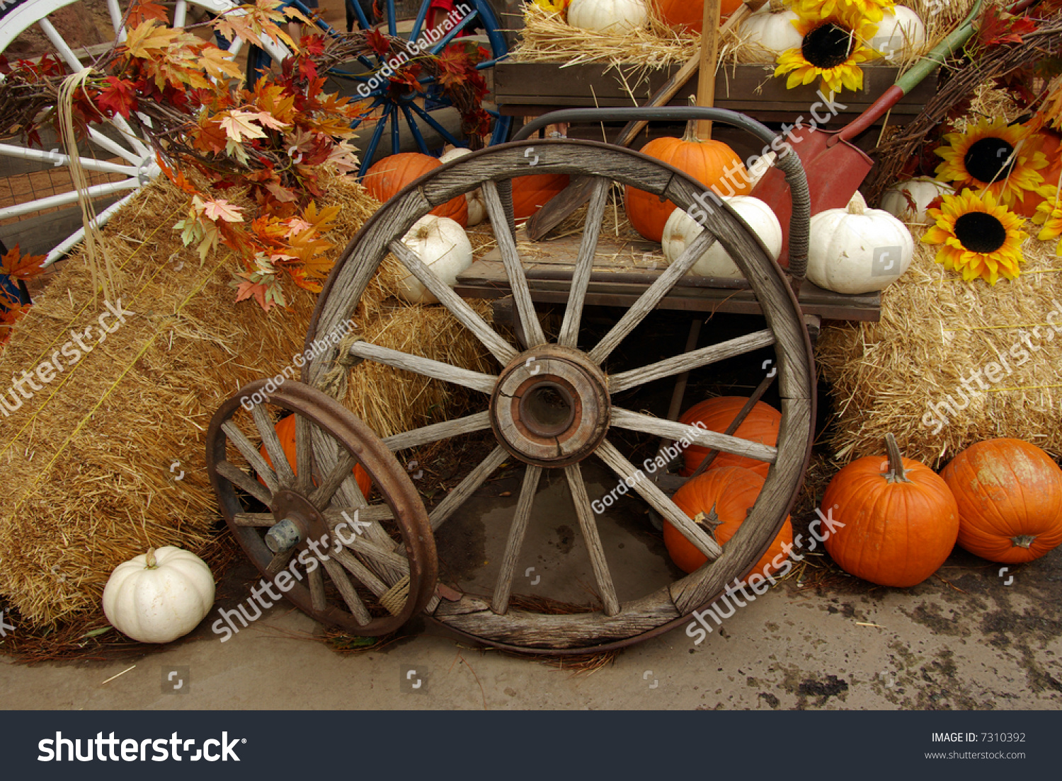 Harvest Scene Wagon Wheels Hay Bales Stock Photo 7310392 - Shutterstock