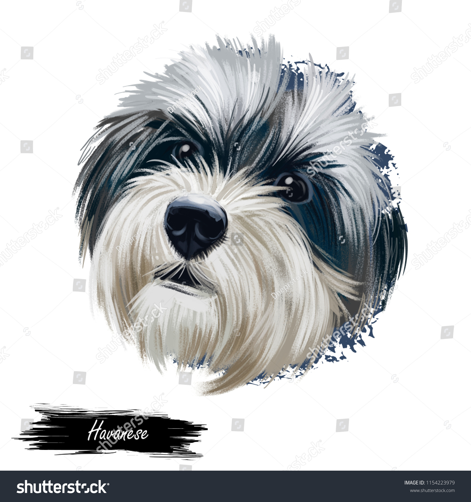 Havanese Havanese Cuban Bichon Havaneser Dog Stock Illustration 1154223979
