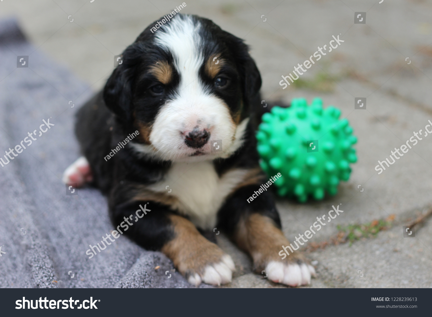 bernese mountain dog litter size