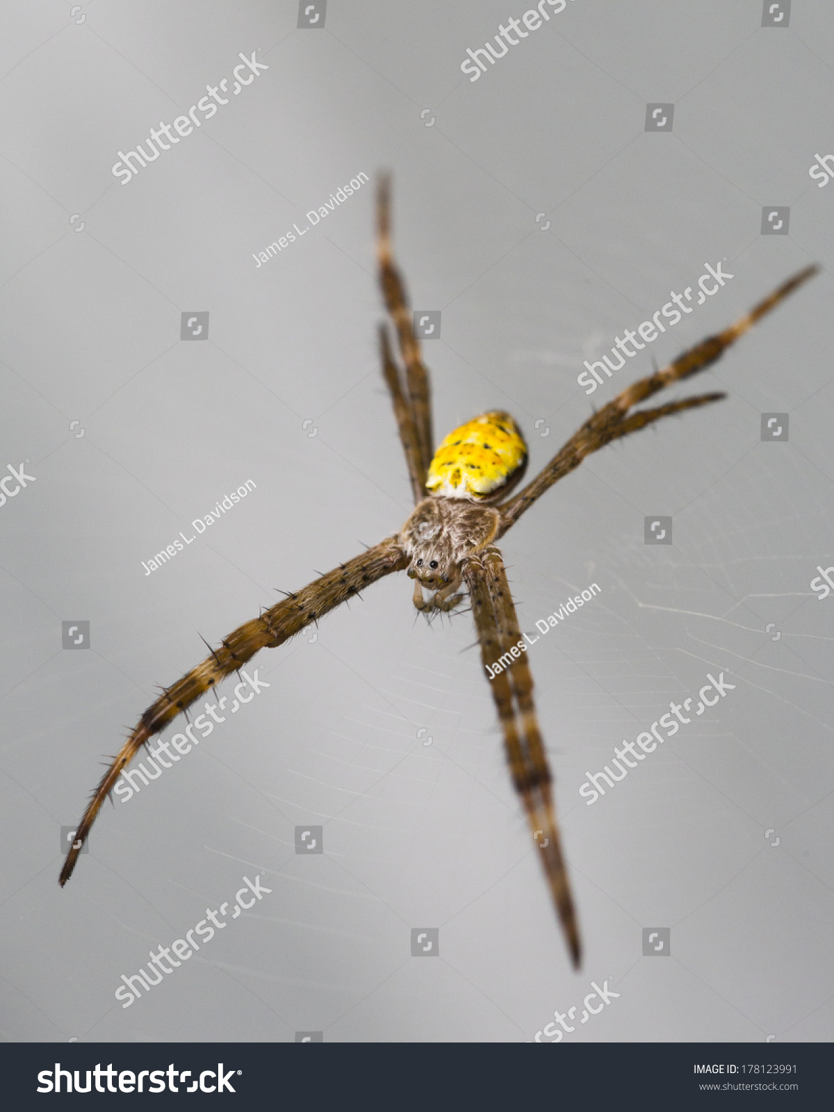 Hawaiian Garden Spider Argiope Appensa Stock Image Download Now