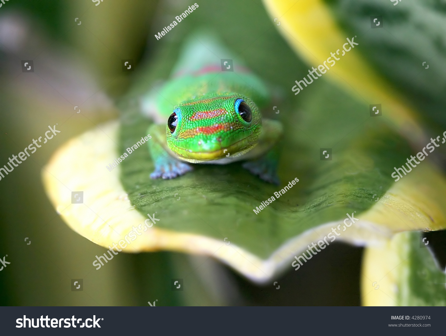 Hawaiian Green Gecko On Leaf Looking Into Camera Taken At Big Island Of ...