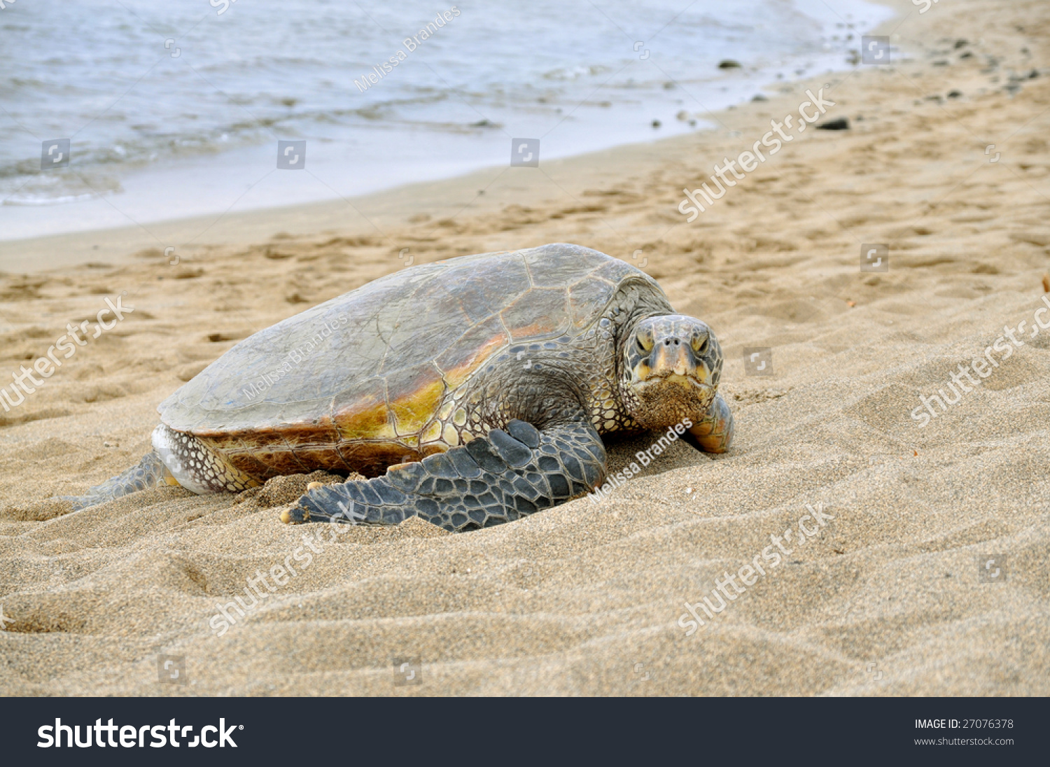 Hawaiian Green Sea Turtle On The Beach. Stock Photo 27076378 : Shutterstock