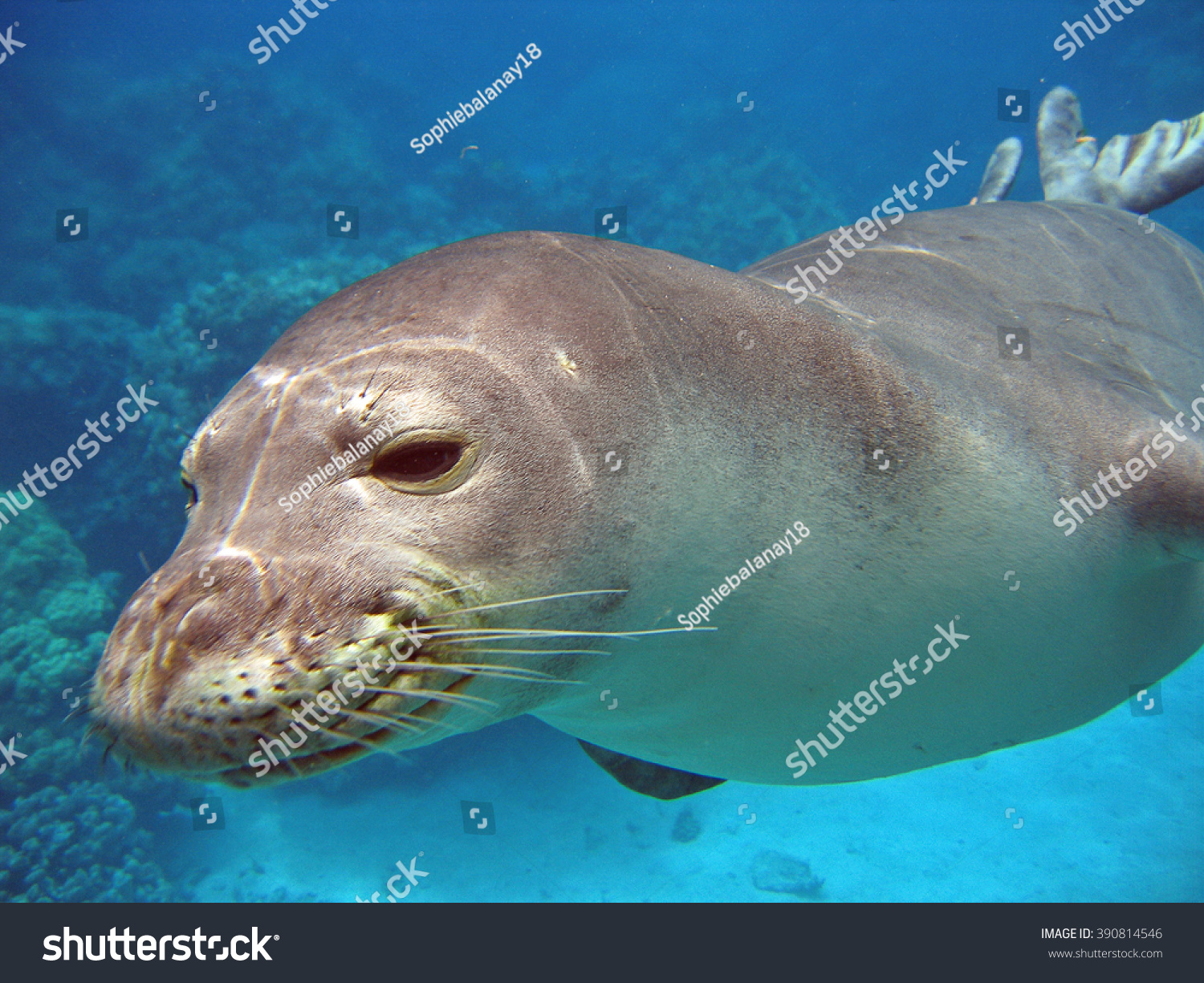 Monk-seal Images, Stock Photos & Vectors | Shutterstock