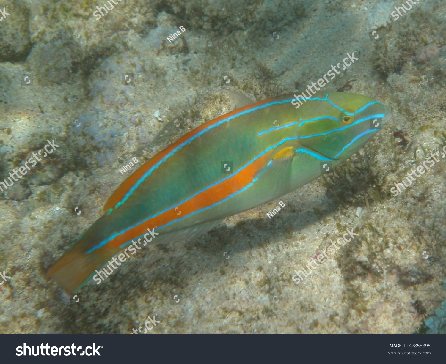 Hawaiian Reef Fish Poipu Beach Kauai Stock Photo (Edit Now) 47855395