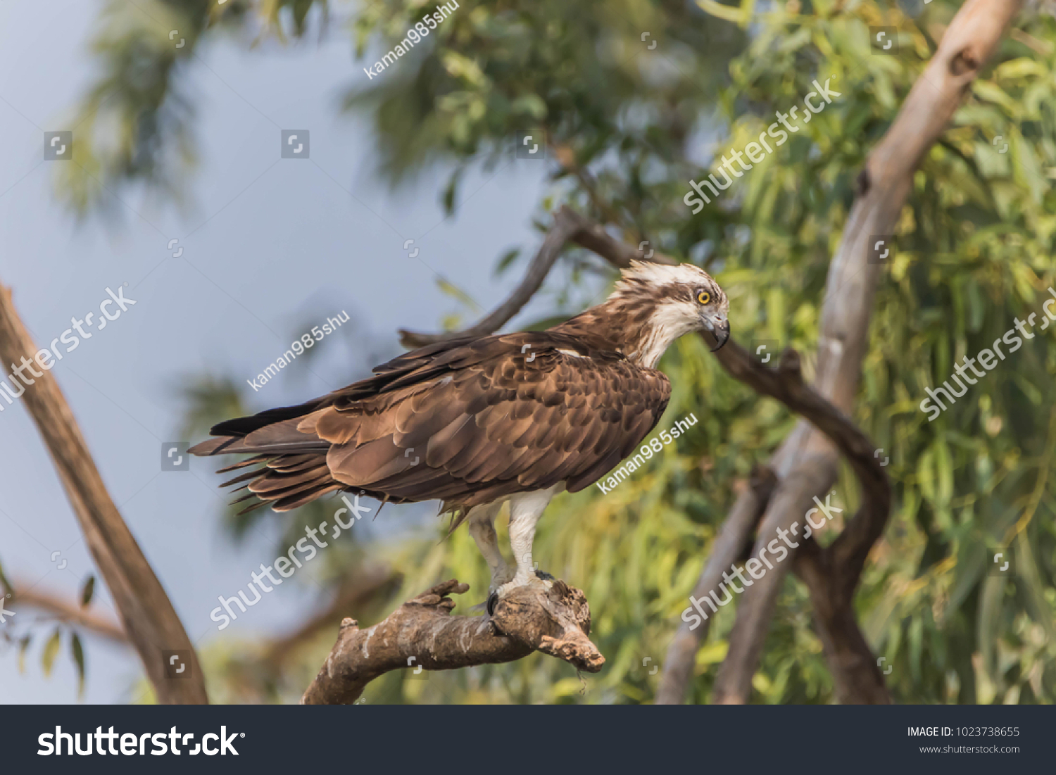 Hawk Similar Eagle Bird Prey Well Stock Photo Shutterstock