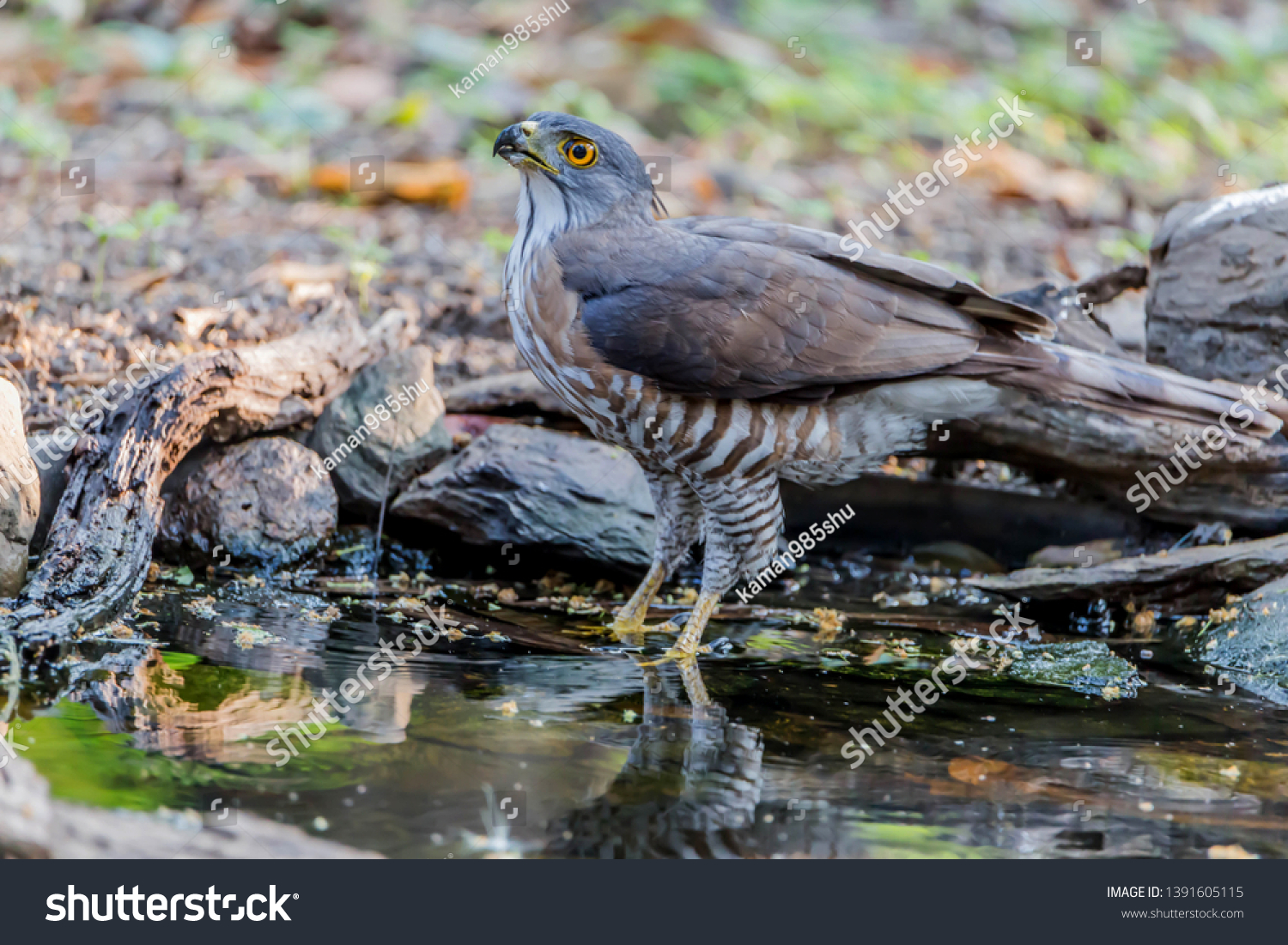 Hawk Similar Eagle Bird Prey Well Stock Photo Edit Now