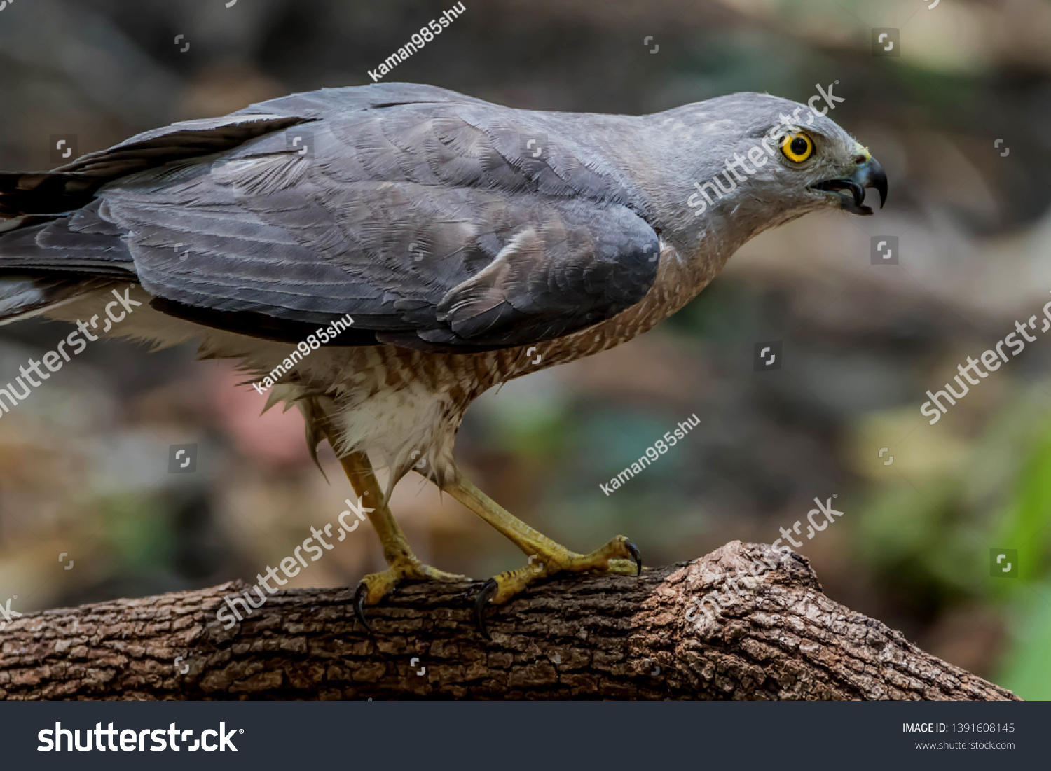 Hawk Similar Eagle Bird Prey Well Stock Photo Edit Now