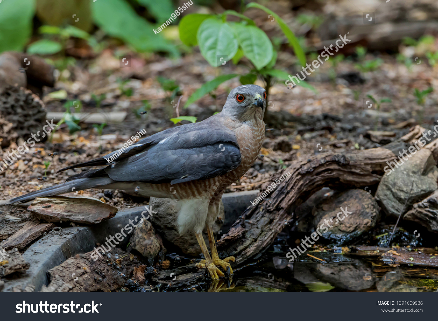 Hawk Similar Eagle Bird Prey Well Stock Photo Edit Now Shutterstock