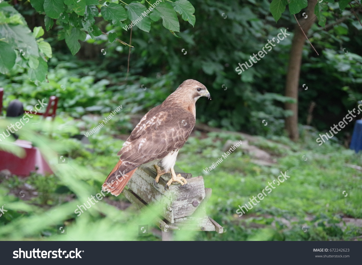 Hawk Standing On Old Bird Feeder Stock Photo Edit Now 672242623