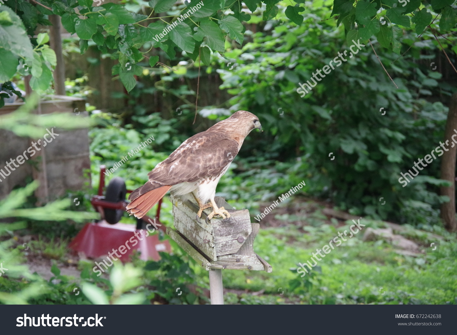 Hawk Standing On Old Bird Feeder Stock Image Download Now