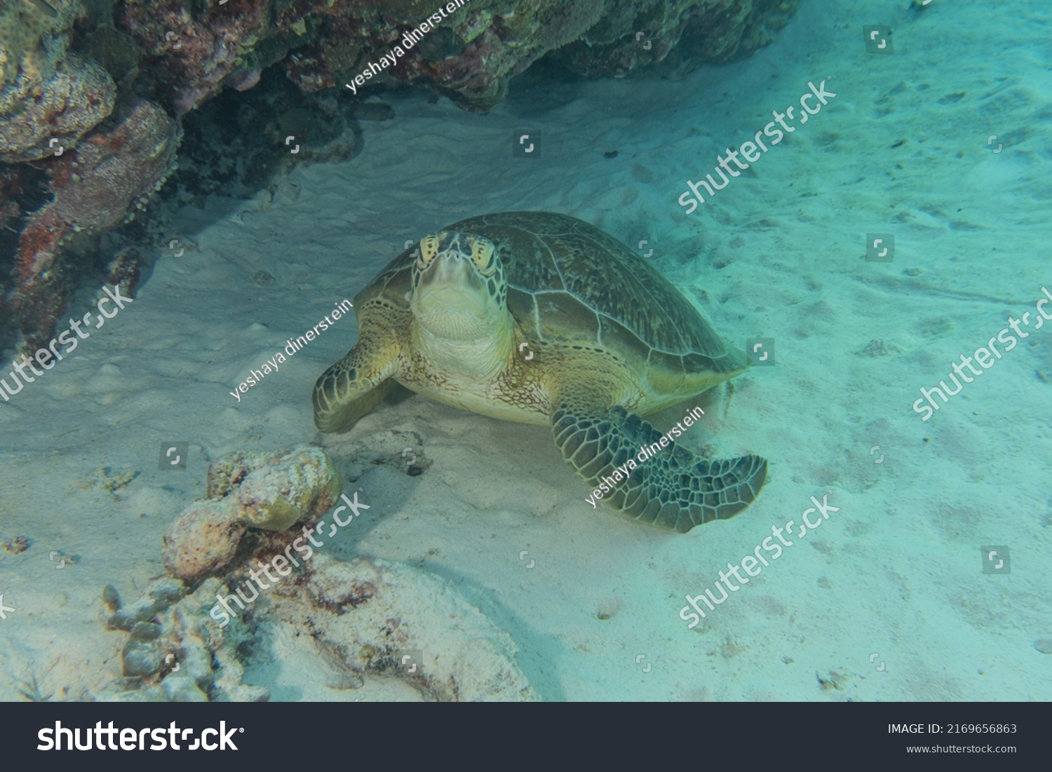 Hawksbill Sea Turtle Tubbataha Reefs Philippines Stock Photo 2169656863 ...