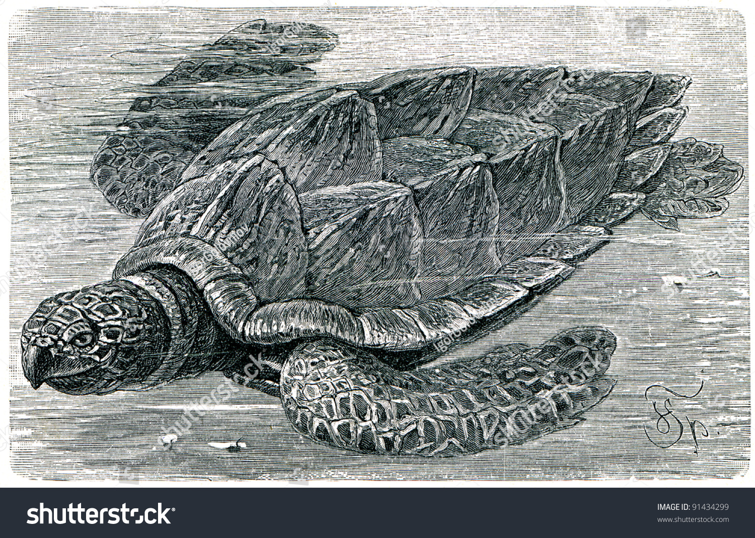 Hawksbill Sea Turtle Eretmochelys Imbricata Illustration Stock Photo 