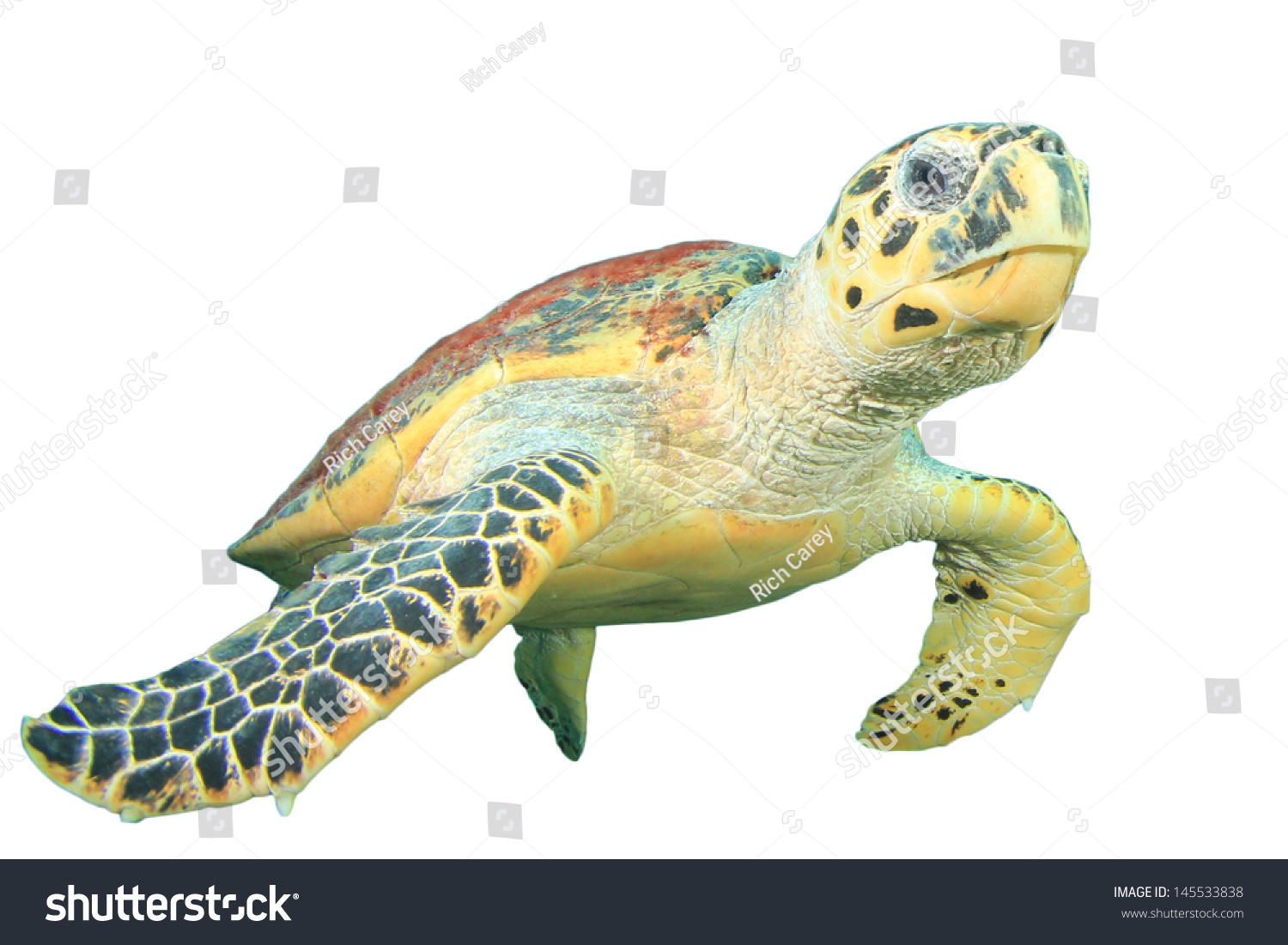 Hawksbill Sea Turtle Isolated On White Background Stock Photo 145533838 ...