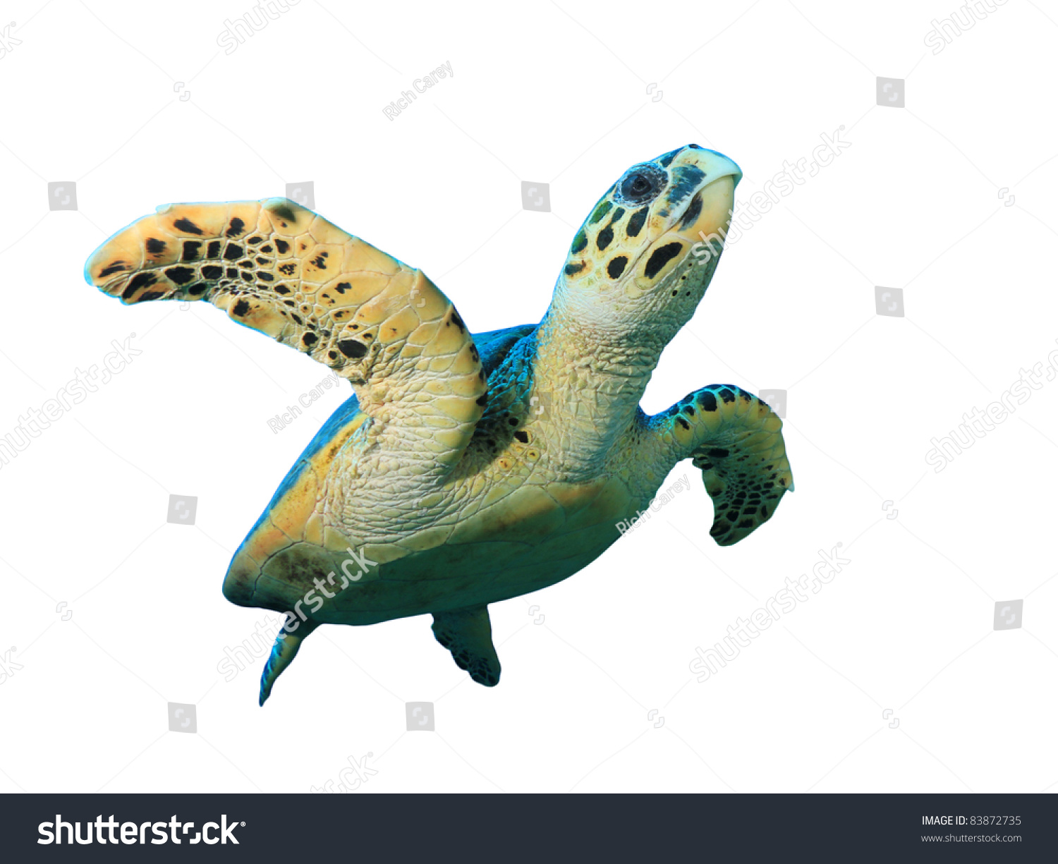 Hawksbill Sea Turtle Isolated On White Stock Photo 83872735 | Shutterstock