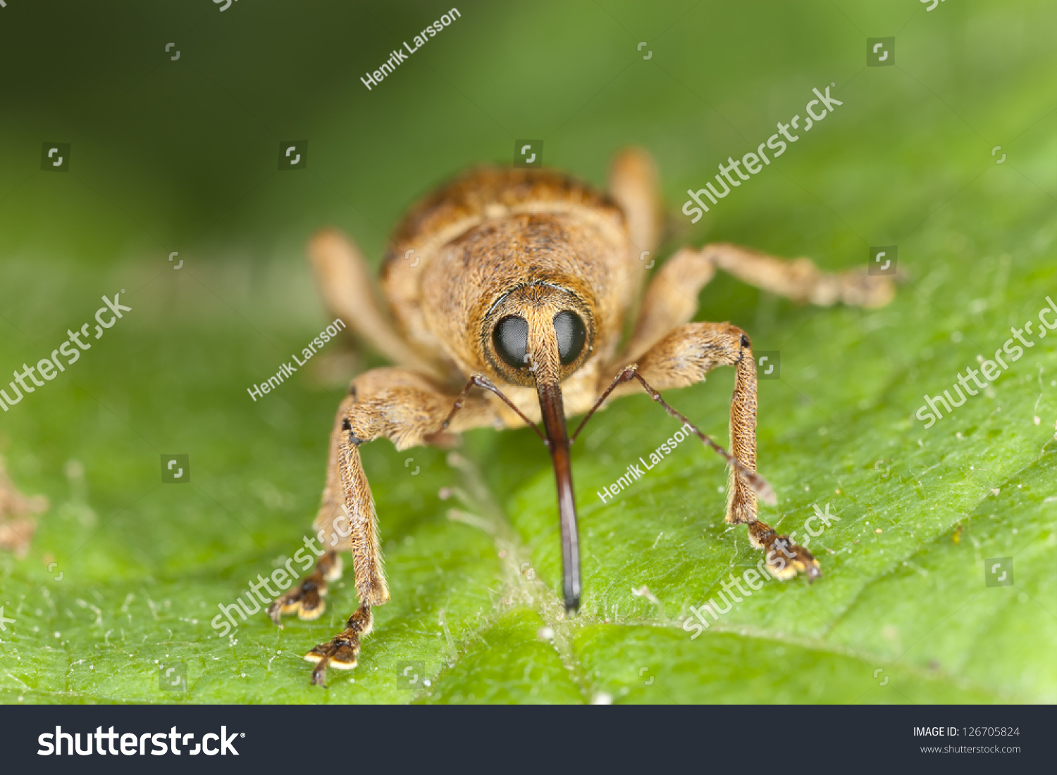 Hazelnut Weevil Curculia Nucum Sitting On A Leaf Extreme Macro With ...