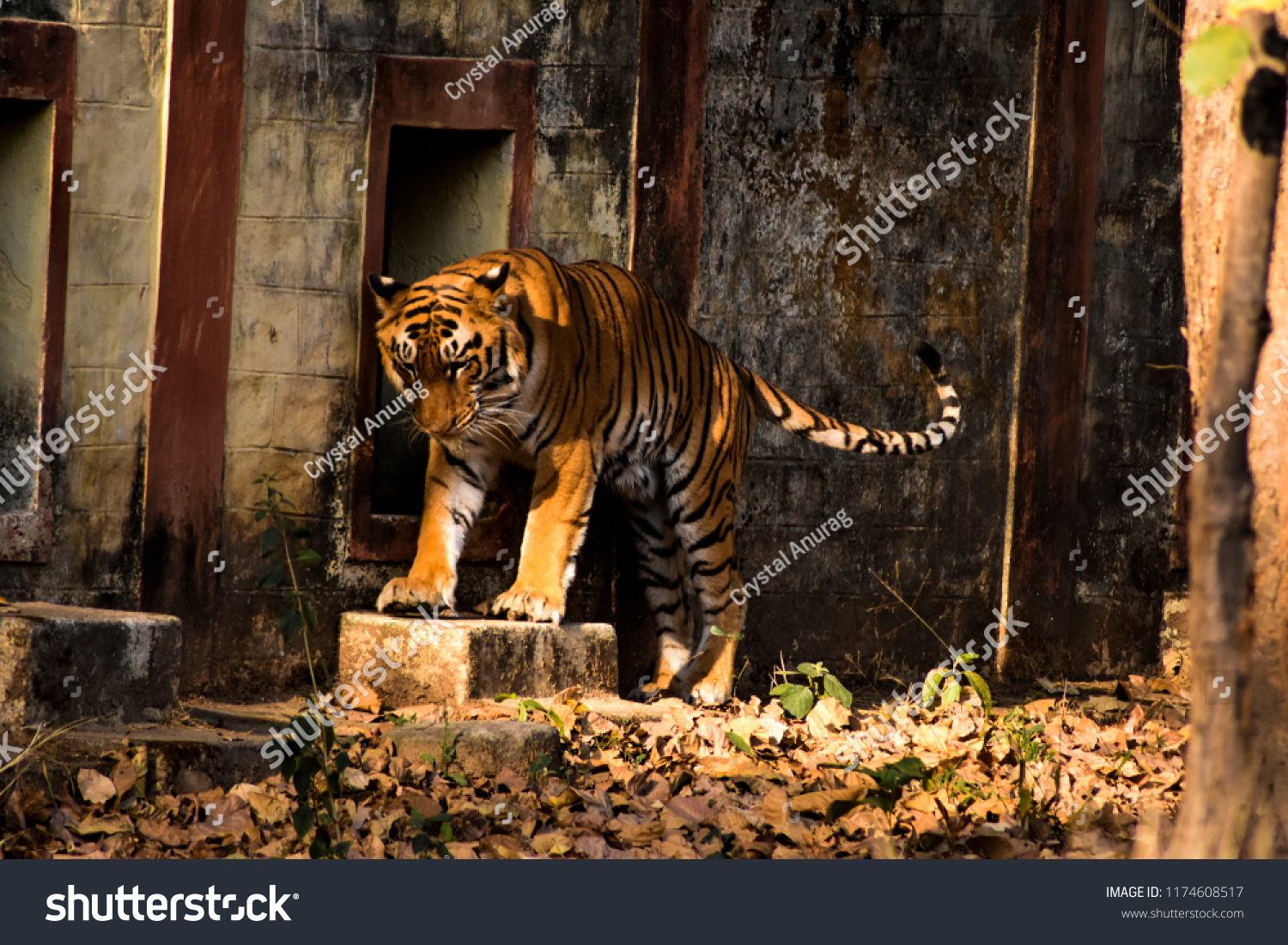 Hd Wallpaper Big Tiger Tiger Largest Stock Photo Edit Now