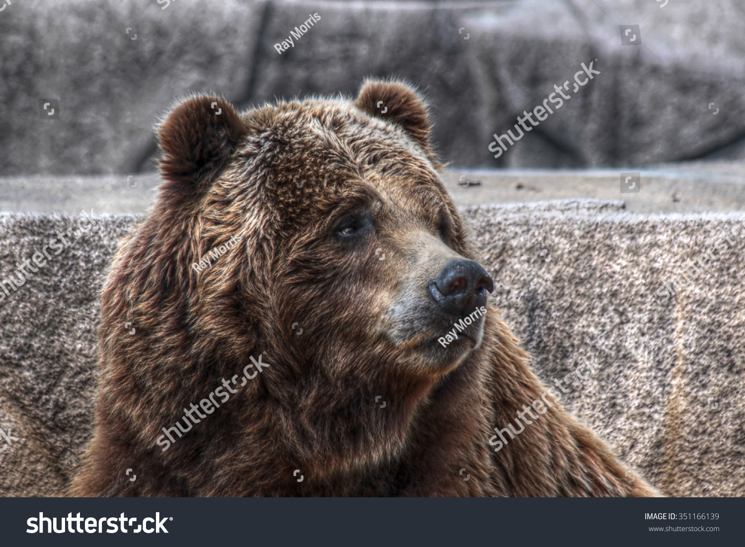 Hdr Brown Bear Stock Photo 351166139 | Shutterstock