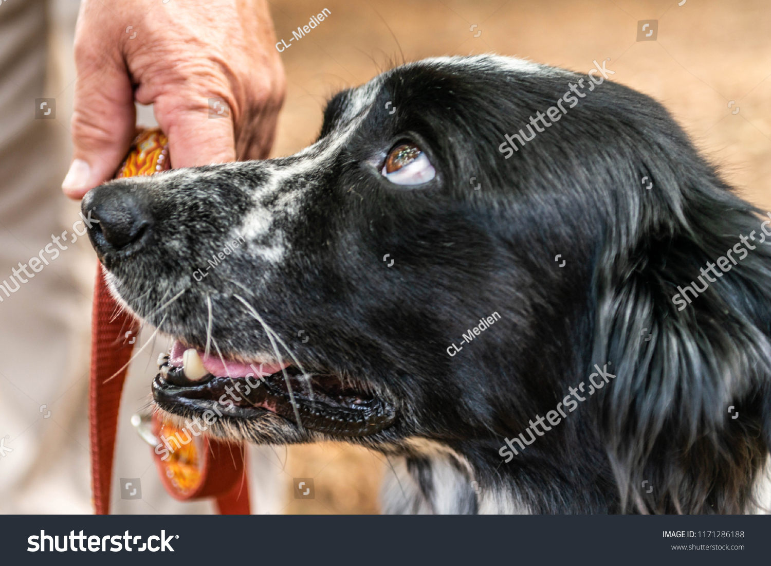 Head Fsce Border Collie Mixed Breed Stock Photo Edit Now