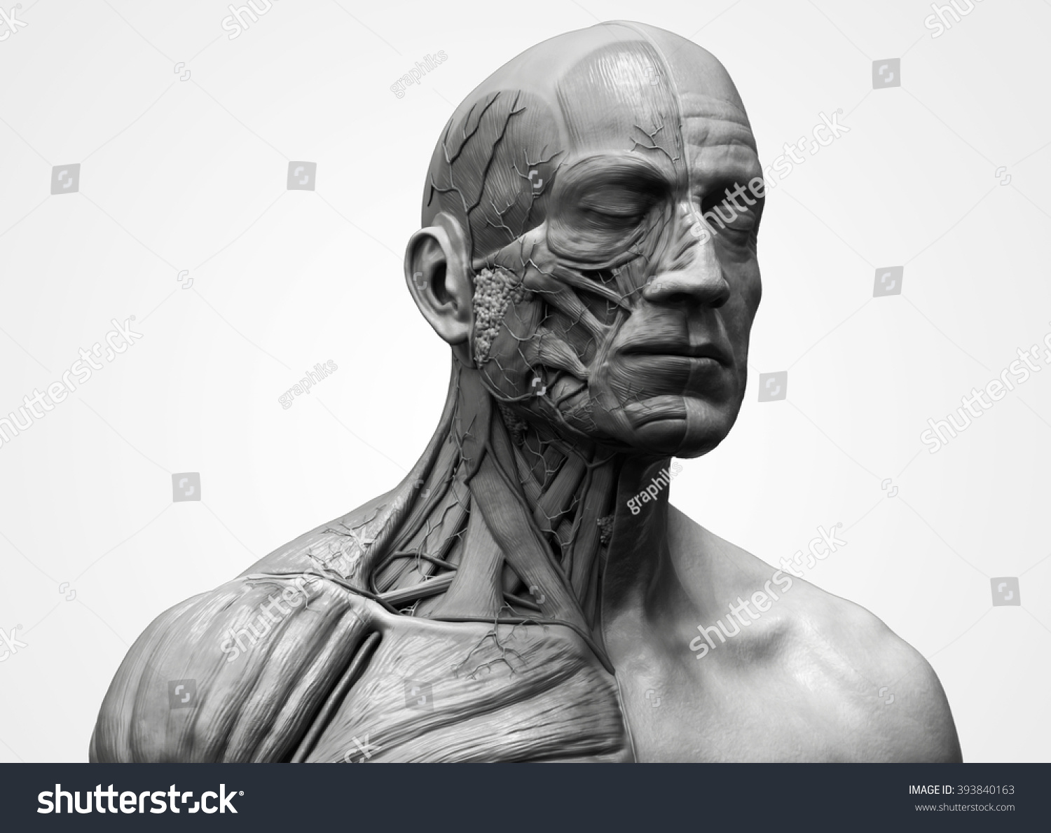 Head Torso Anatomy Human Head Shoulder Stock Illustration 393840163